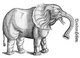 Switzerland / Africa: Drawing of an elephant by Swiss naturalist and bibliographer Conrad Gesner / Konrad Gessner, 1551
